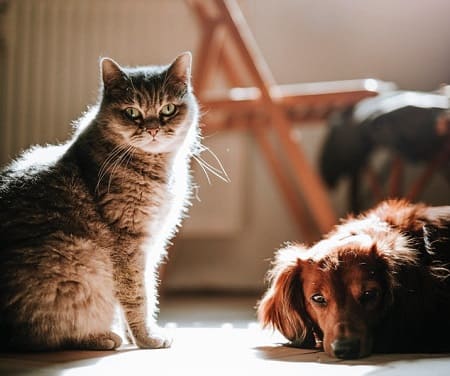 Premium Hundefutter hypoallergen und Katzenfutter sensitiv online bestellen bei Alisa Tiernahrung Shop