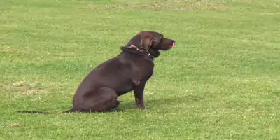 nassfutter für hunde günstig kaufen nassfutter für hunde günstig kaufen