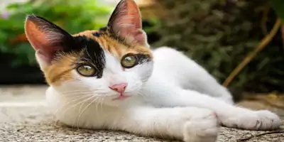 Angebote Katzenfutter hypoallergen Angebote Katzenfutter hypoallergen
