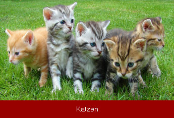 Katzenbedarf online kaufen, Katzenspielzeug und weiteres von Alisa Tiernahrung Shop, Bayern, Österreich