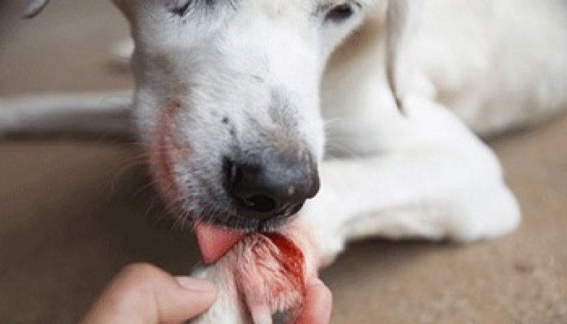 Allergische Hunde kortisonfrei behandeln