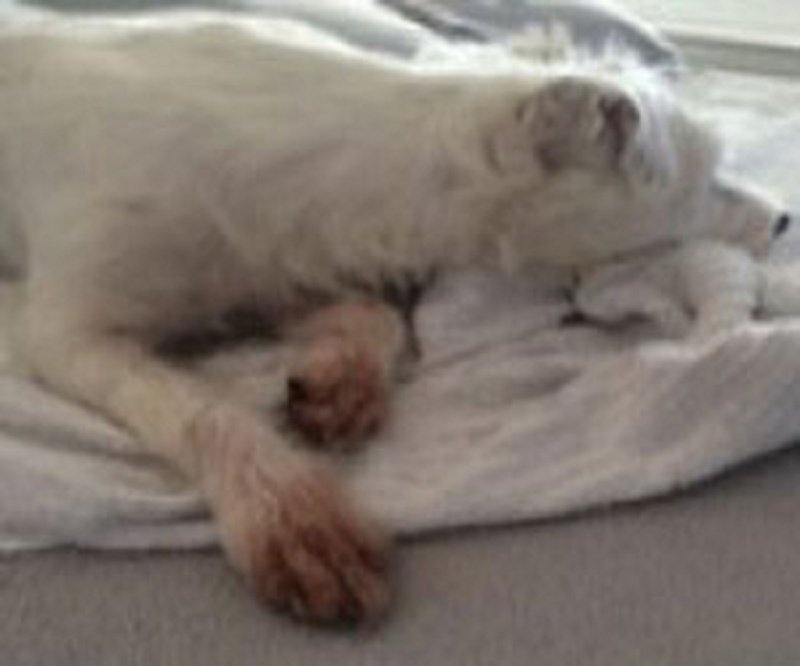 hunde und katzen behandeln hunde und katzen behandeln